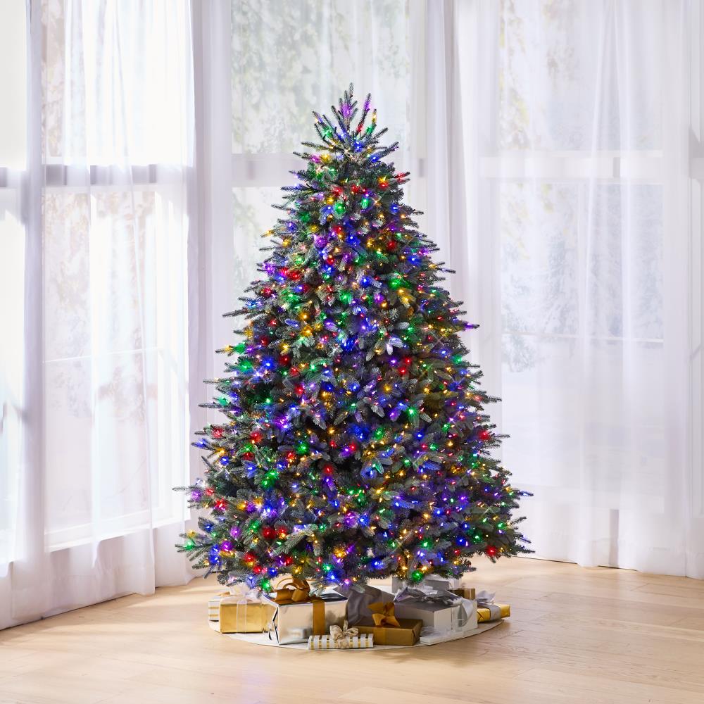 The 7.5ft World's Best Blue Fir Tree (full)